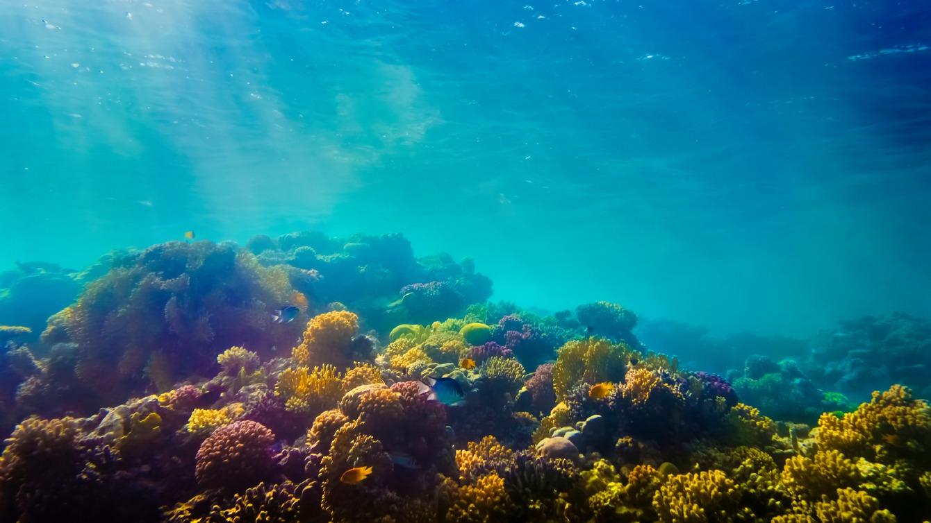 The invisible and indispensable meaning of ocean life